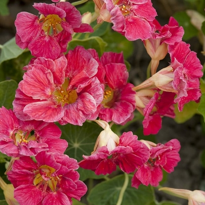 Picture of Nasturtium - Jewel Cherry Rose